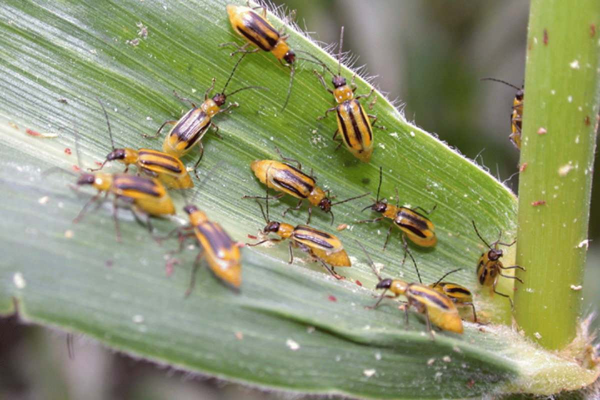 western corn rootworm adult in corn.png